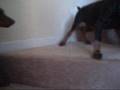 videos de Doberman Pinscher- Athena & Lola 