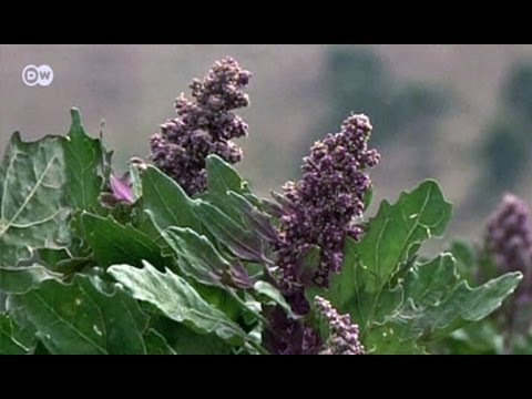 how to grow harvest quinoa