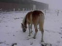 alva in de sneeuw