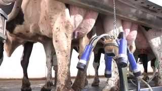 The 7 Habits of Highly Successful Milking Routines
