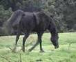 Adhara, Egyptian, Sheykh Obeyd , Black Arabian  Stallion
