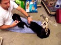 Dugan & Cole Lap Cats------- Seeking a forever home!!! WATCH