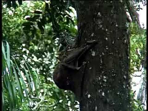 Flying lemurs mating in the forests ...