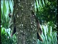Flying lemurs mating in the forests of Borneo