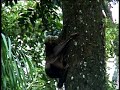Flying lemurs mating in the forests of Borneo