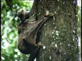Flying lemurs mating in the forests of Borneo