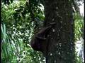 Flying lemurs mating in the forests of Borneo
