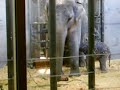 baby elephant
