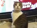 dramatic-kitty-new-new-versia.html