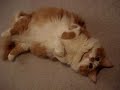 Sweet Munchkin Cat ( Do Do)