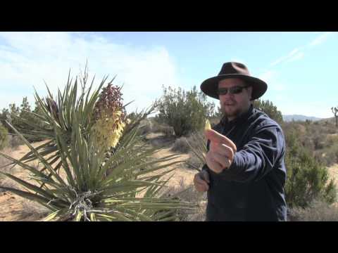 how to remove yucca leaves