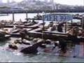 San Francisco Sea Lions @ Pier 39