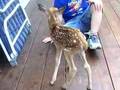 Baby Fawn