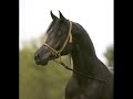 Nightstar