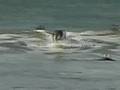 Surf at Fishos (Epdisode 2), Torquay, Victoria, Australia