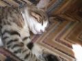 kedi, cat, crazy, funny,cute, neko,kömik kedi, cat, crazy, funny,cute, neko,kömik