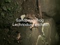 Cascade Frogs.