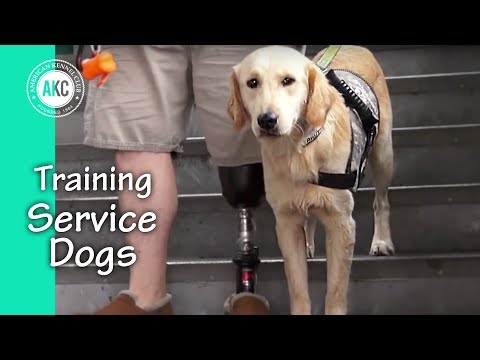 how to train service dogs