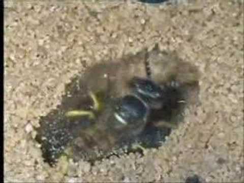 Wasps Cultivate Antibiotics