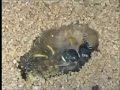 Wasps Cultivate Antibiotics