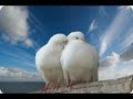 أنشودة أحببتها كثيراً *قم وغنّي يا حمام* جميلة