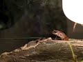 Frog leaps for food