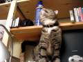 Silly kitty chasing a fly