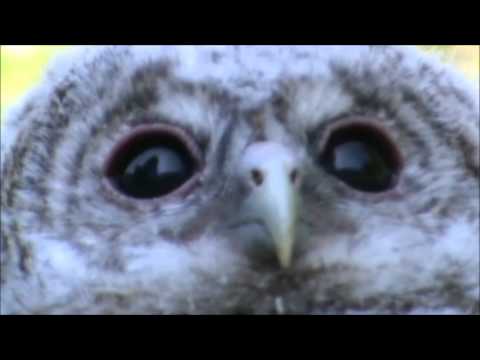 Vedi il video