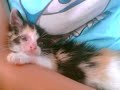 Gatos cariñosos i divertidos en adopcion. gato necesitado