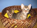 Gatos cariñosos i divertidos en adopcion. gato necesitado