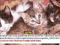 Gatos cariñosos i divertidos en adopcion. gato necesitado