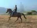Cavallo Sauro(seconda parte)