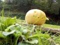 me shooting a face into a pumpkin at 50 yards using my air arms s410k with logun silencer, and tasco 3-9 x 40 illuminated recticle scope with rangefinder....sweeeeeet!