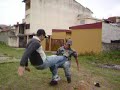 os felinos