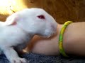 Baby Rabbit Jude Baby Rabbit Jude