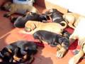 TOSA INU AND DOBERMANN PUPPIES 1 
