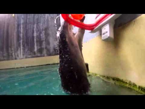 WATCH: Sea Otter plays basketball!