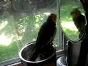More of Floyd in the window