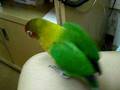 videos de 與lovebird玩
