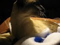 Cat CPR Cat CPR