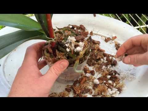 how to replant phalaenopsis orchids