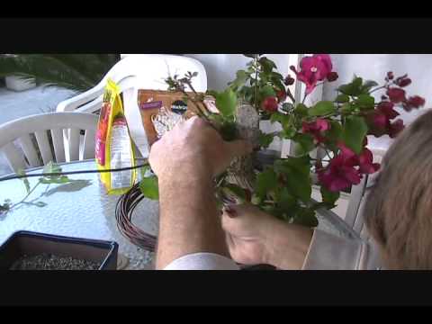 how to transplant bougainvillea from pot to ground