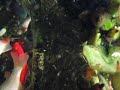 First Olympus 1030SW Video