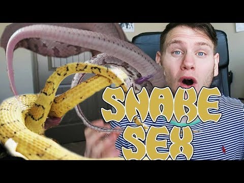 YouTube reptile video