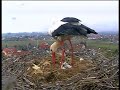 New Blood in Stork\
