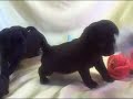 Black Pug Puppies Playing