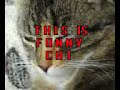 funny cats-śmieszne koty