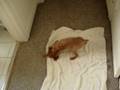 videos de Moko - Towel drying