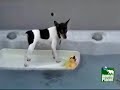 this is ranger, a toy fox terrier who weighs 3 pounds, surfing in a hot tub.