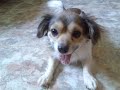 Roky rabioso